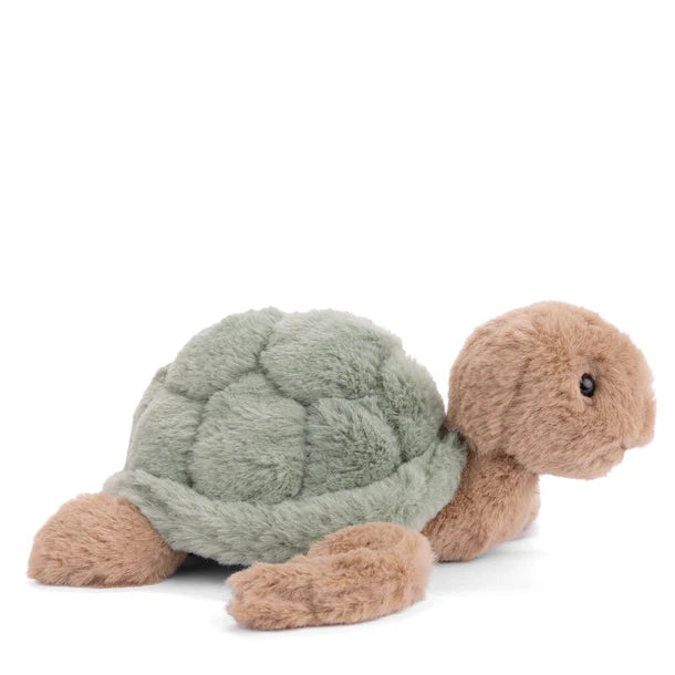 Baby Sandy Green Turtle