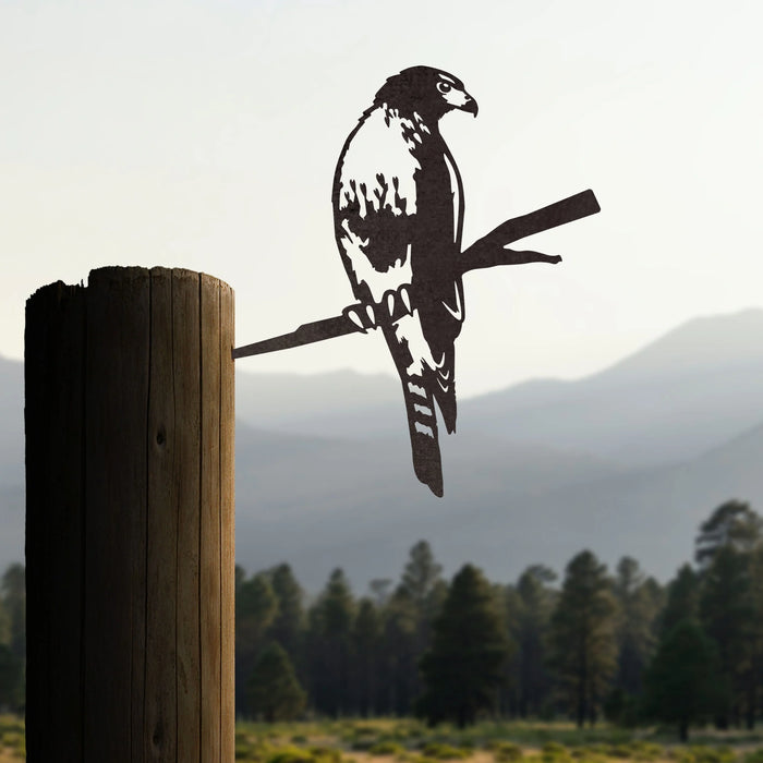 Red-Tailed Hawk