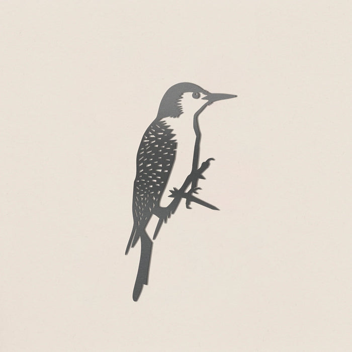 Red Bellied Woodpecker